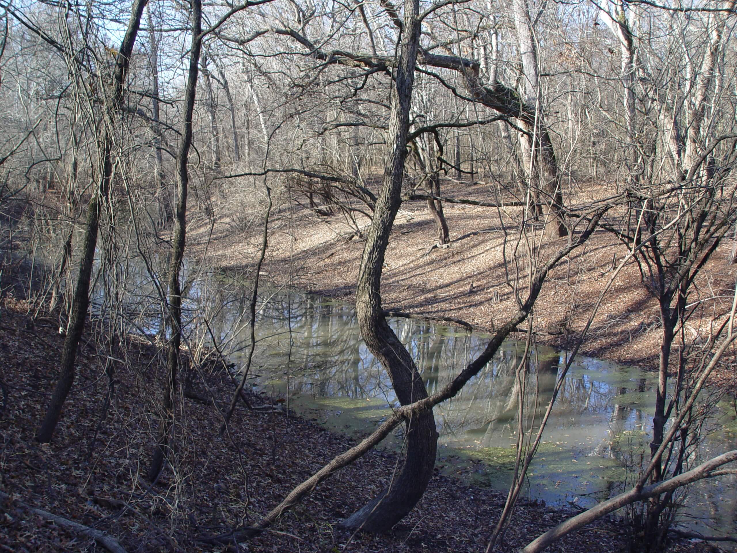 EDP Renewables Donates $162,500 to Ducks Unlimited for White River National Wildlife Refuge Restoration in Arkansas