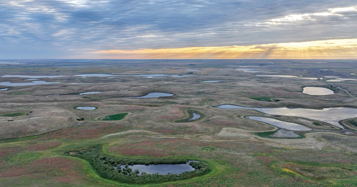Image for One Million Acres: Ducks Unlimited, Partners Surpass Wetlands Conservation Milestone