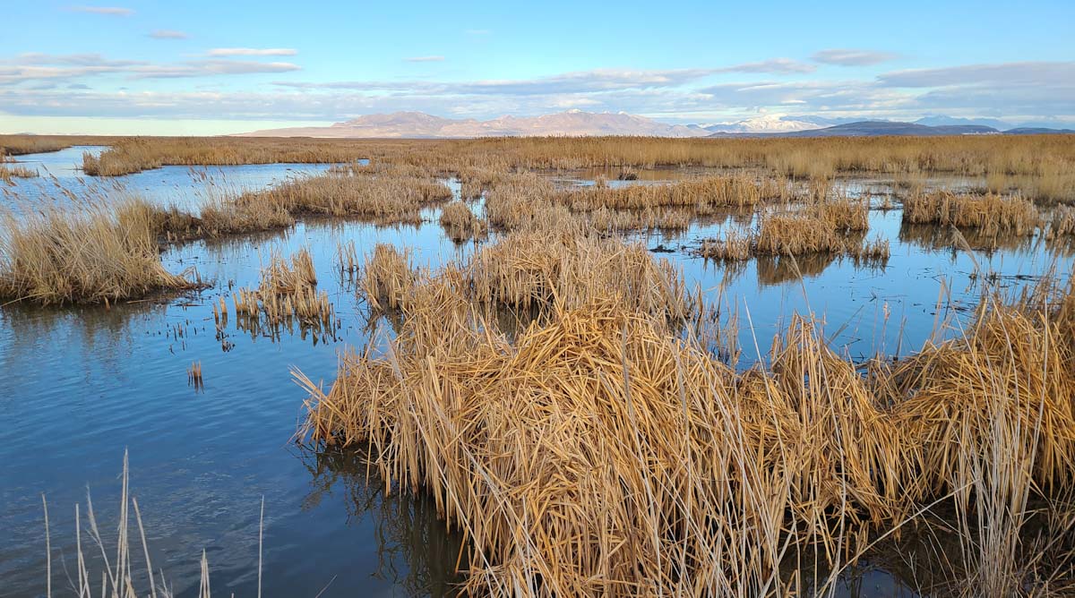 DU’s efforts to save Great Salt Lake wetlands get major financial boost 