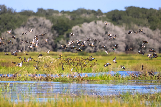 Southeast Louisiana Marsh Enhancement III 