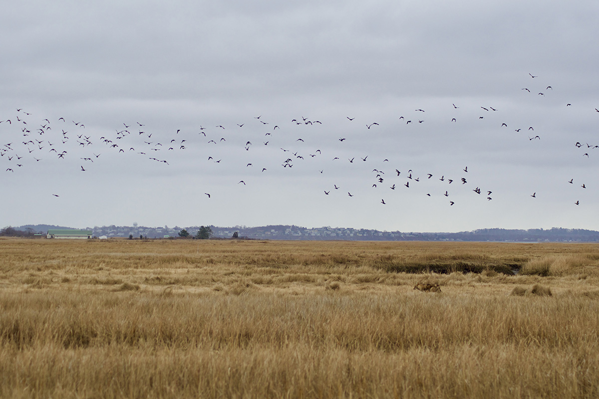 BDJV press release.jpeg