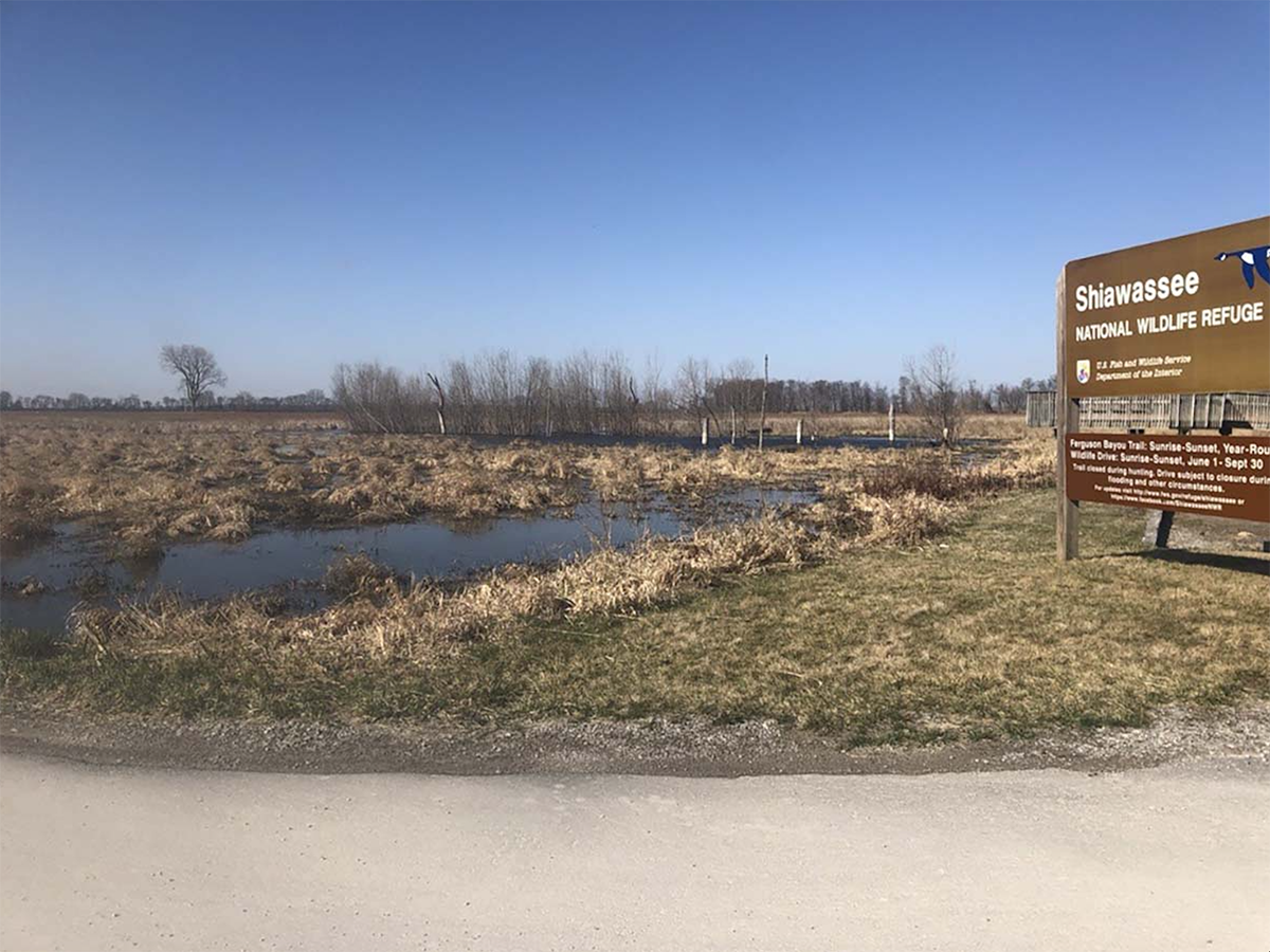 Five-Phase, Floodplain Reconnection Complete at Shiawassee NWR 
