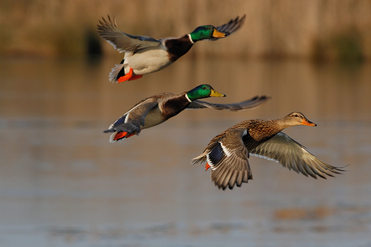 Southwest Wisconsin, Missouri River Valley Receive $4 Million in NAWCA Funding 