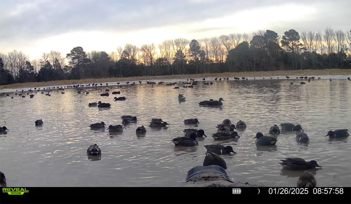 Trail Camera Footage Will Maximize Wintering Black Duck Habitat 