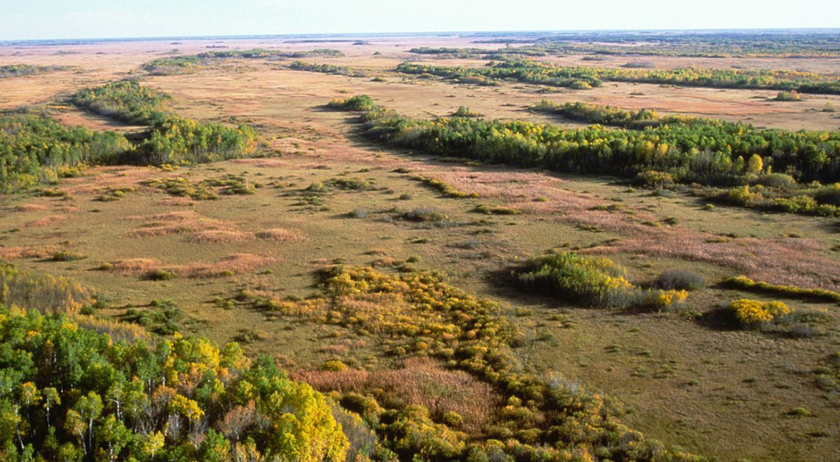 Cattle Herds, Prescribed Burns are Saving Minnesota’s Parklands 