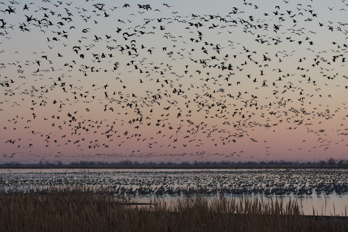 Kansans for Conservation_USFWS.jpg