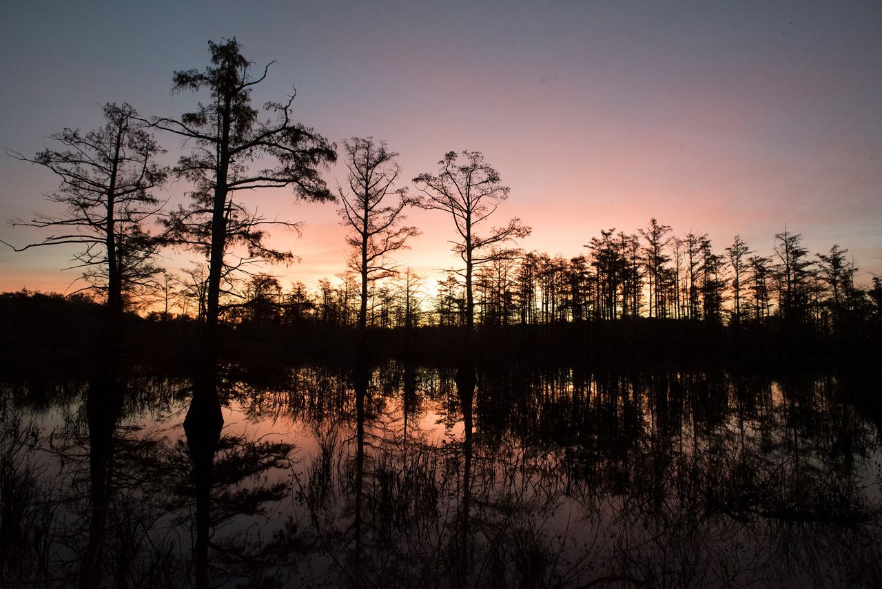 Laura Stoecker - Cache River - The Nature Conservancy.jpg
