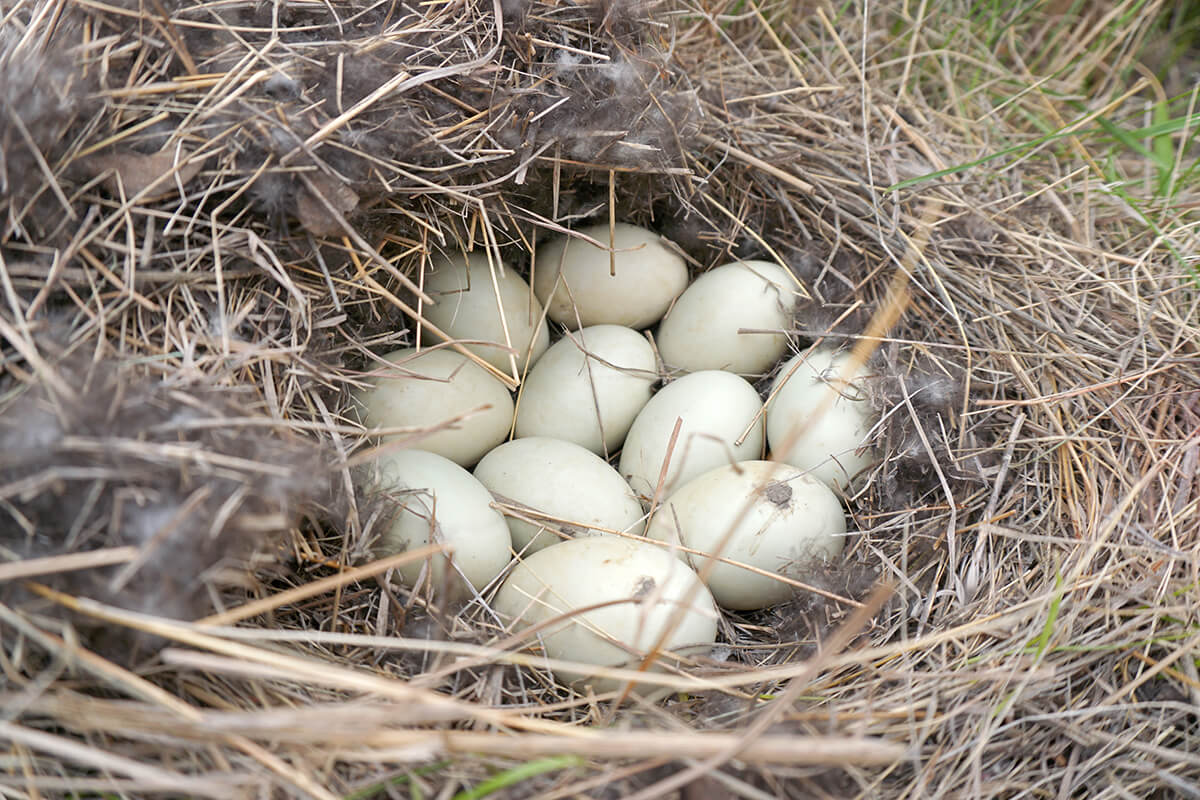 Waterfowl Breeding Populations in North Dakota Stable