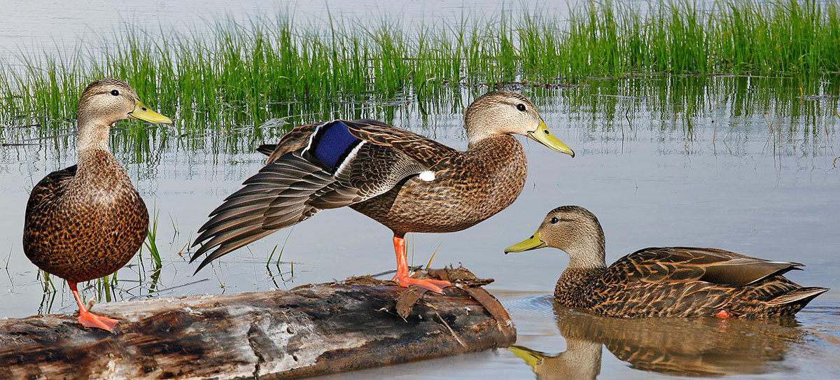 Mexican ducks. Photo courtesy of Richard Crossley, Wikimedia Commons.jpg