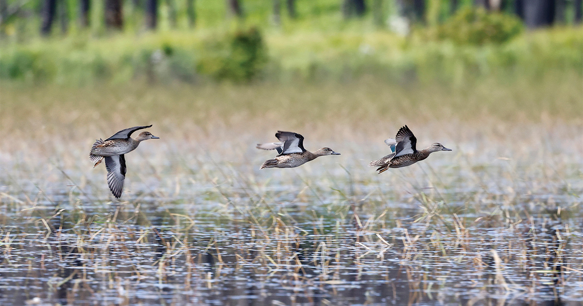 Congress Honors Rice Stewardship Partnership