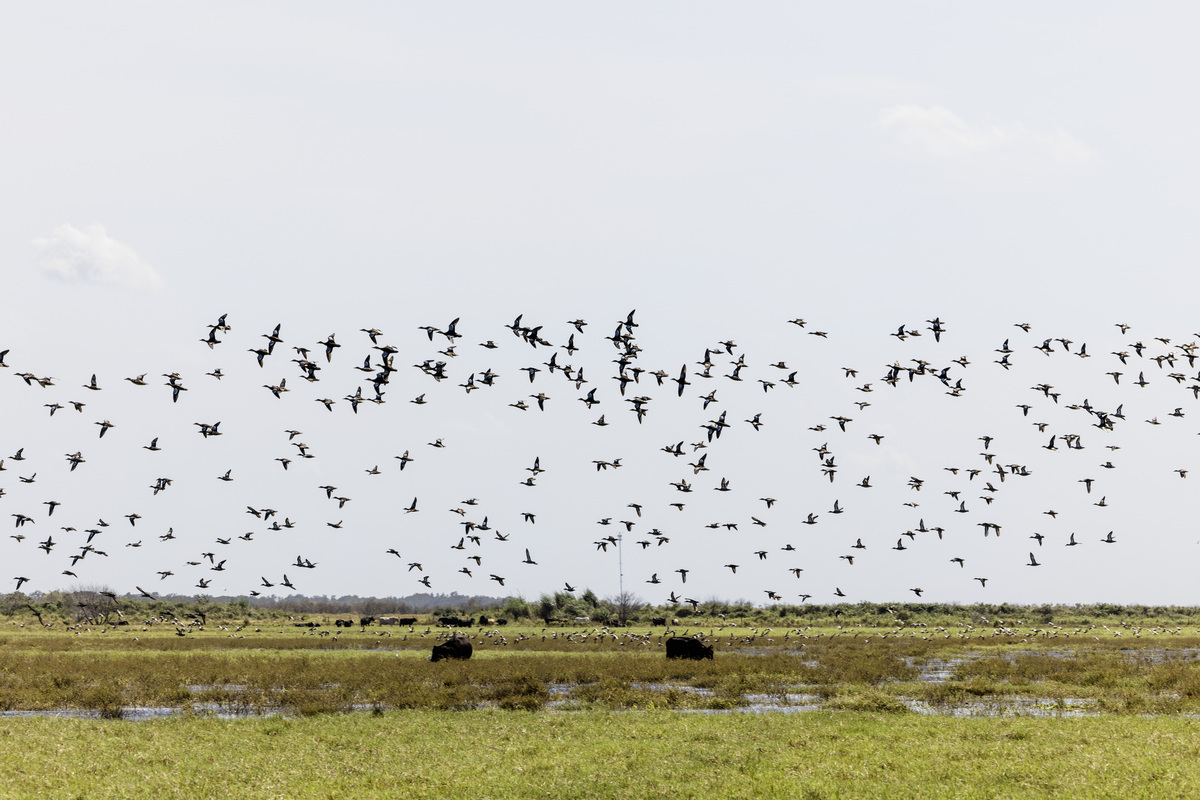Ducks Unlimited, Florida Cattlemen’s Association Partner to Conserve Wetlands