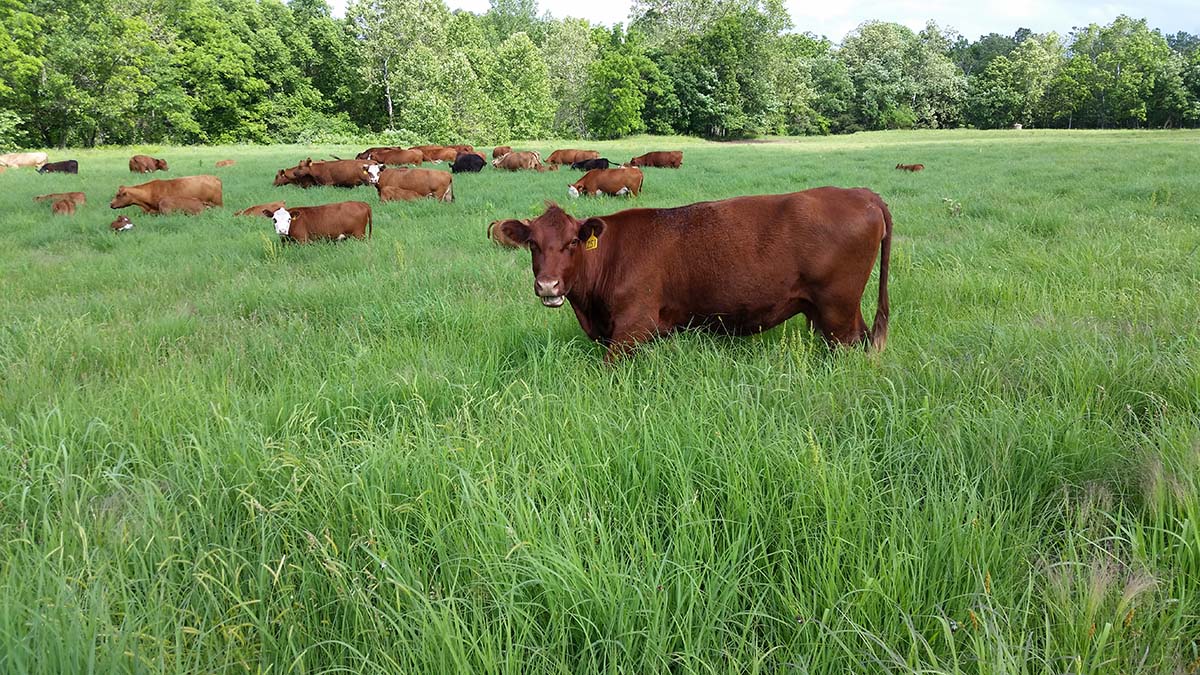 Missouri Native Forages