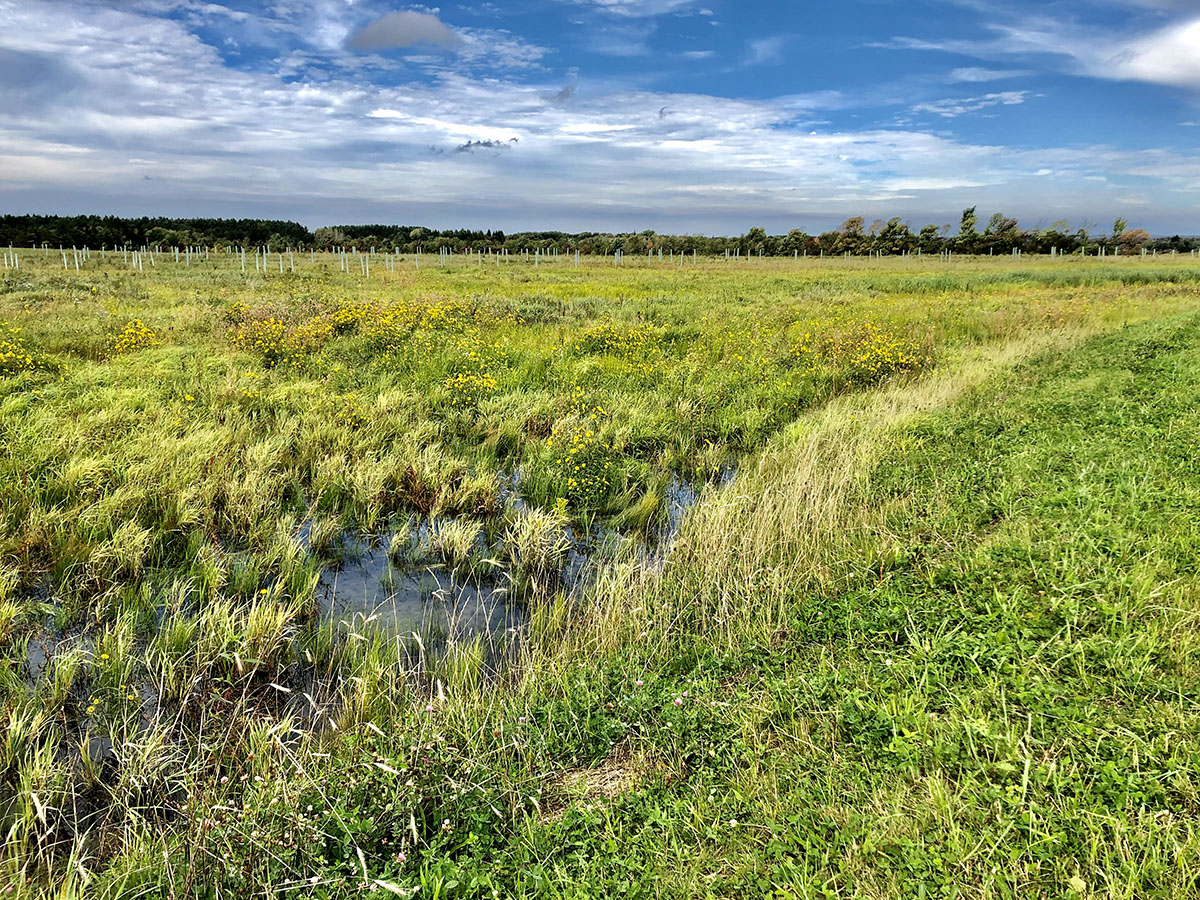 Image for New York Mitigation Will Offset Renewable Energy Projects  