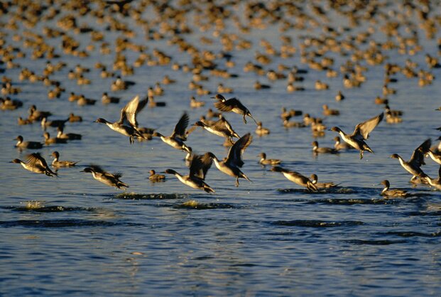 Image for Chevron commits $500,000 for restoration efforts on Bayou Savage Urban National Wildlife Refuge