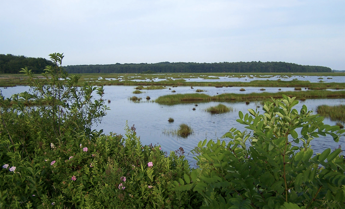 $1.4 million planning project is underway to rehabilitate Scarborough Marsh