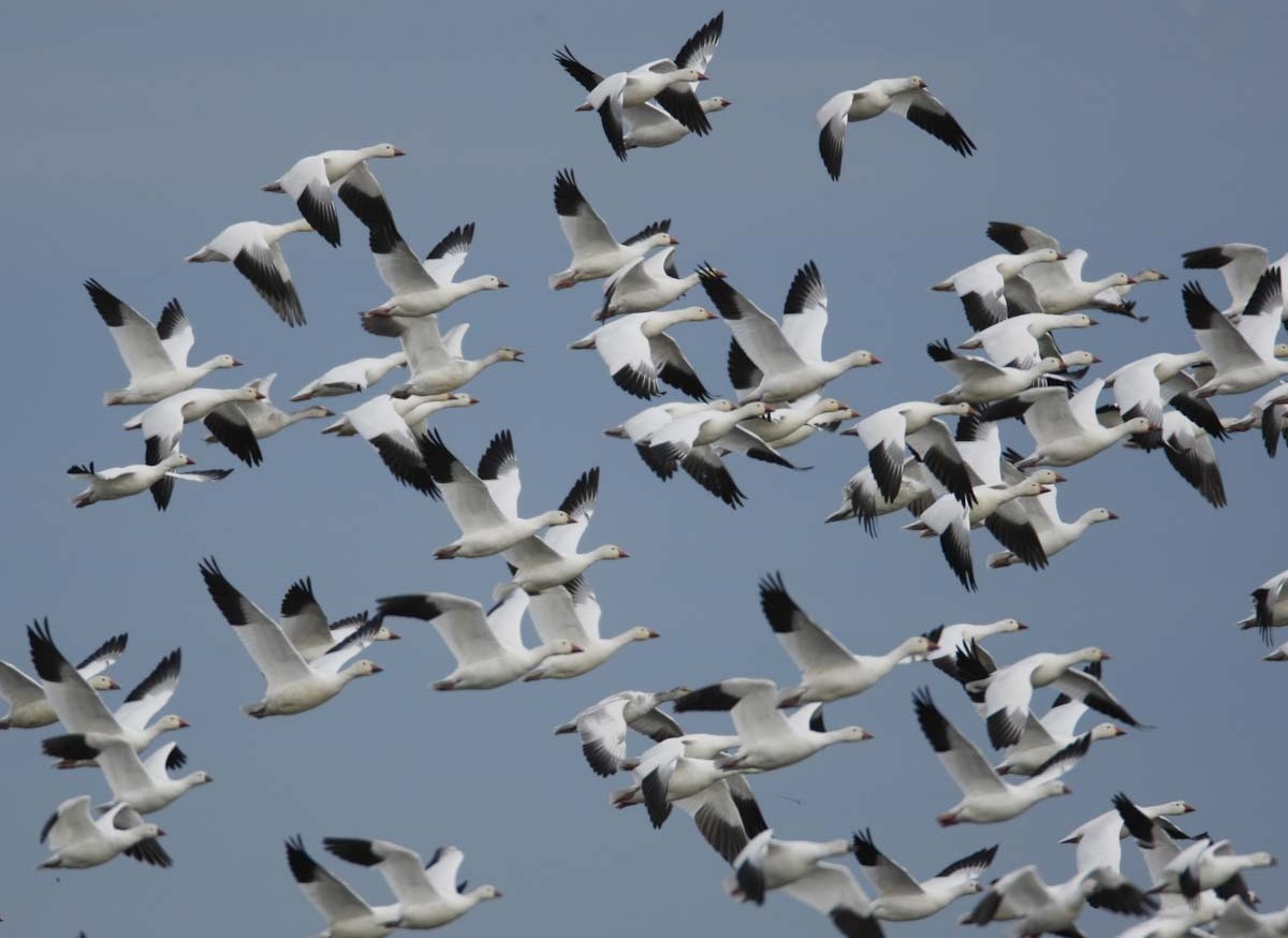 Ducks Unlimited’s scientific studies will help conserve Pacific Flyway waterfowl, habitats