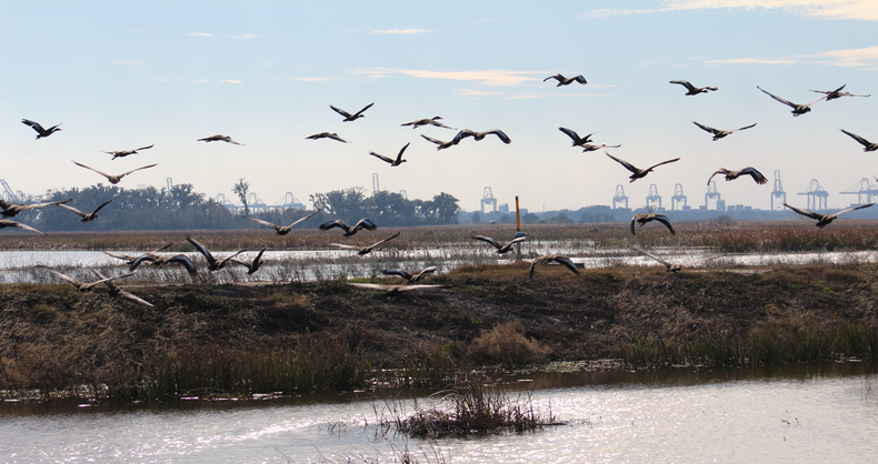 Ducks Unlimited and US Fish and Wildlife Service restore 2,651 acres on Savannah NWR