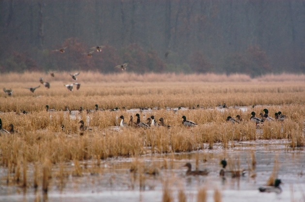 Andy Quattlebaum and Blackwell Family Foundation Help Conserve South Carolina’s Historic Coastal Impoundments 