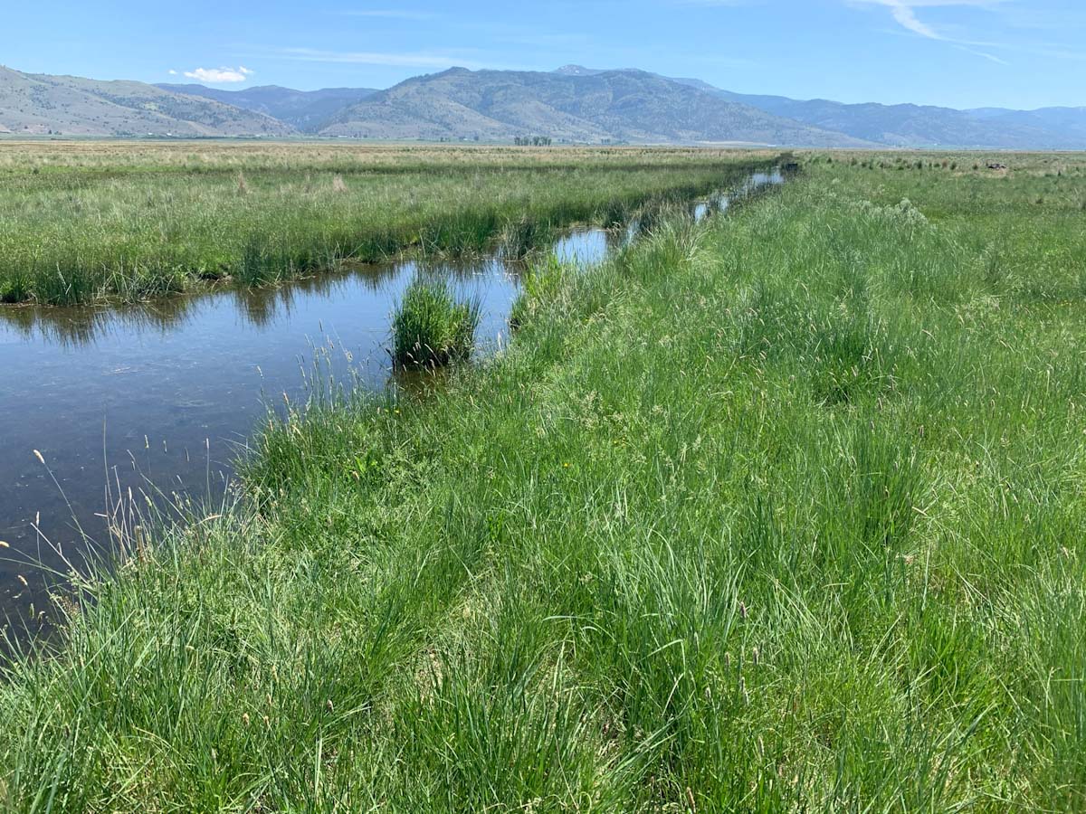 Lake County, Oregon Ducks Unlimited project gets $1.3 million NAWCA grant for habitat work 