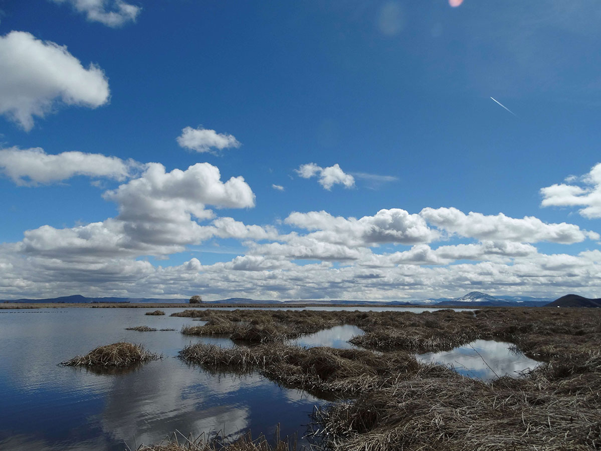 Unit 2 at Lower Klamath National Wildlife Refuge in the spring of 2023. 