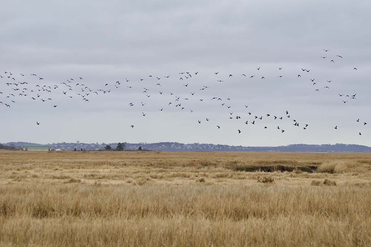 Black Duck and Mallard Telemetry Project Will Explore Population Declines