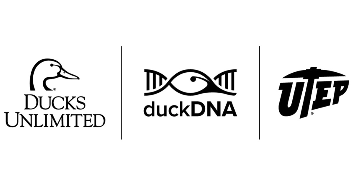 New waterfowl research project needs volunteer hunter-scientists