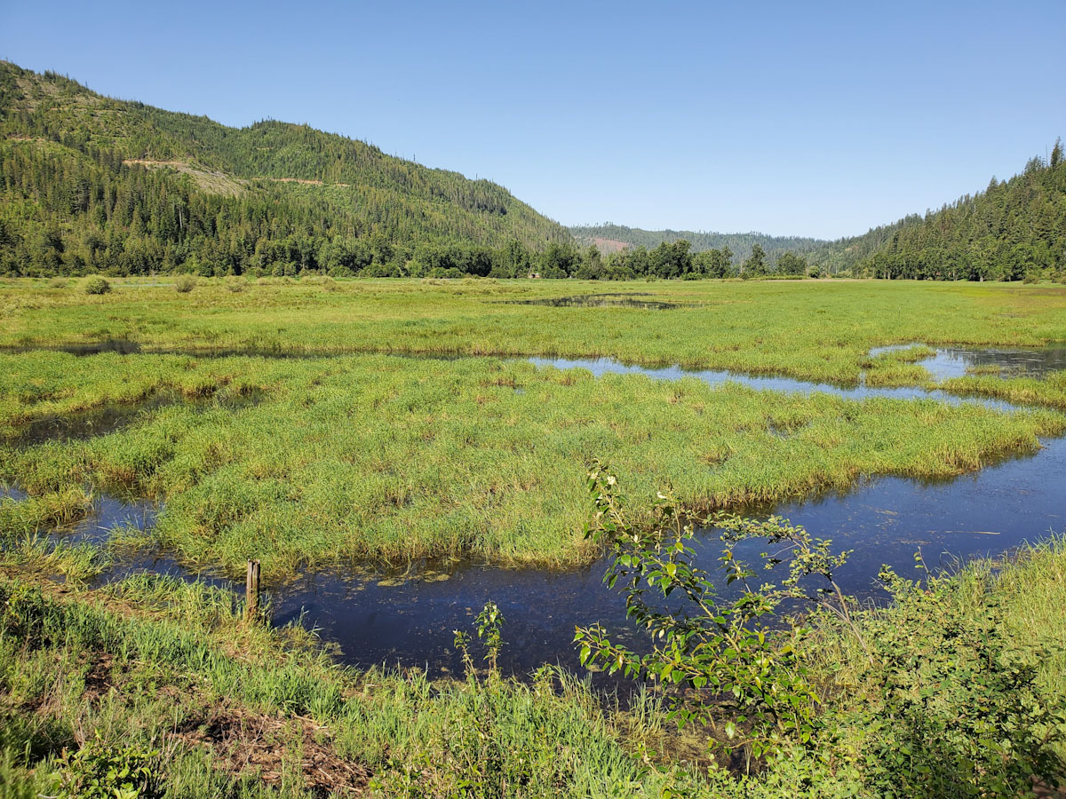 Image for Plants, wildlife benefit from DU, Avista project along Idaho river
