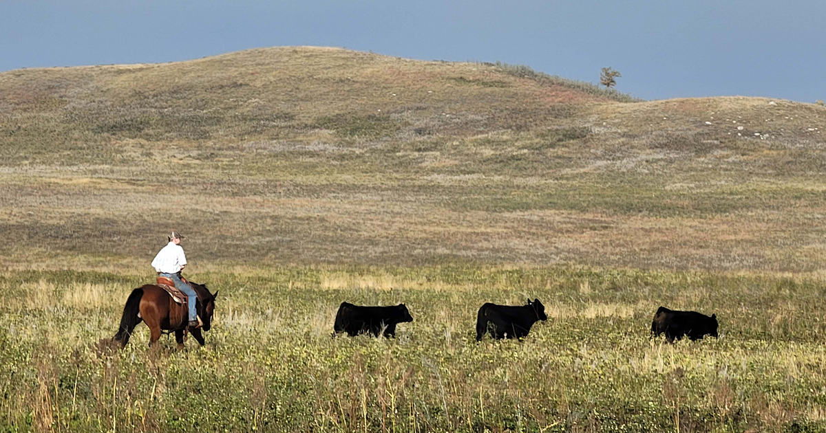 Conservation and Cattle: A Sustainable Farming Alliance