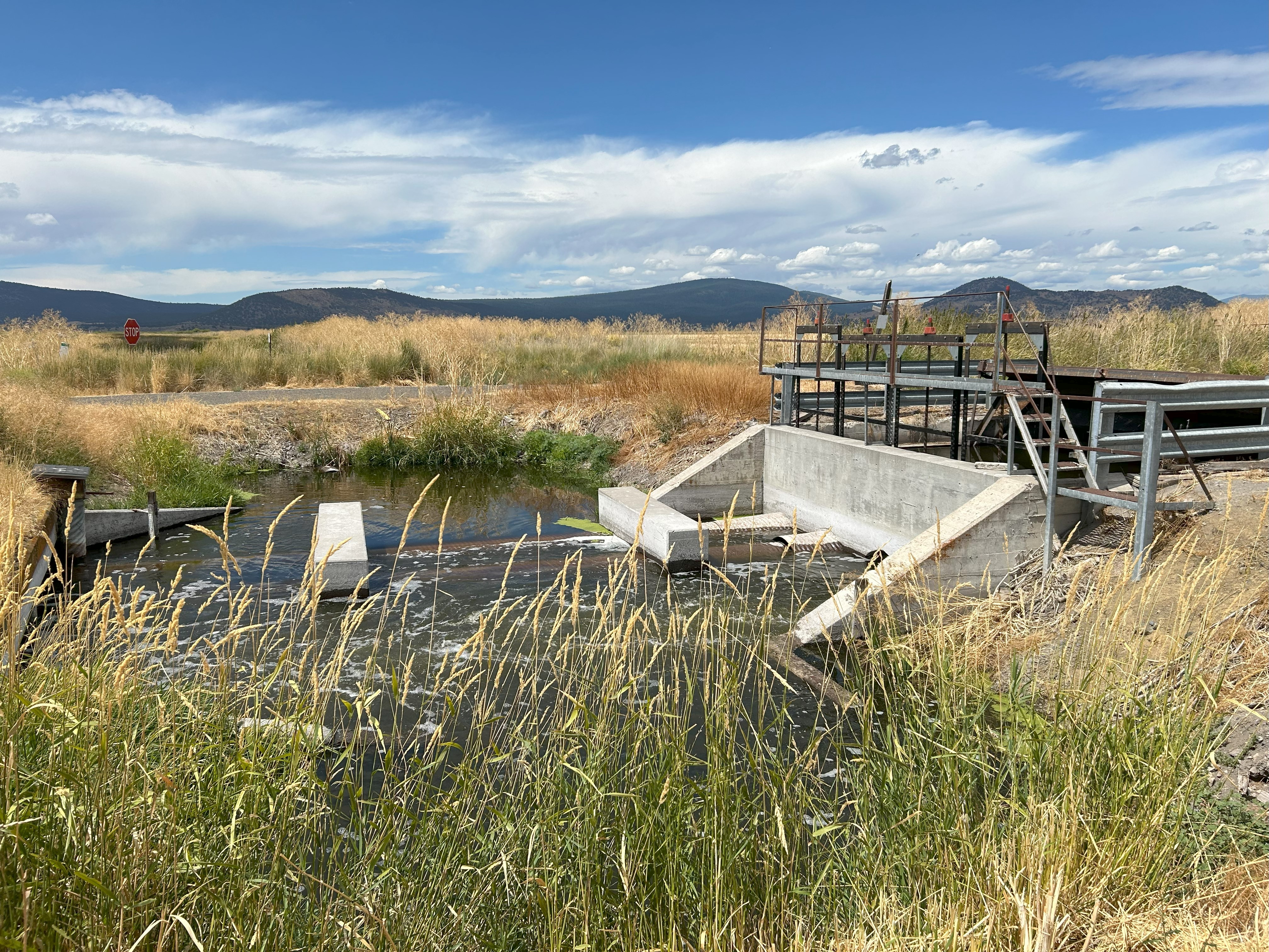 Duck hospital mobilized amid avian botulism outbreak in Klamath Basin National Wildlife Refuges