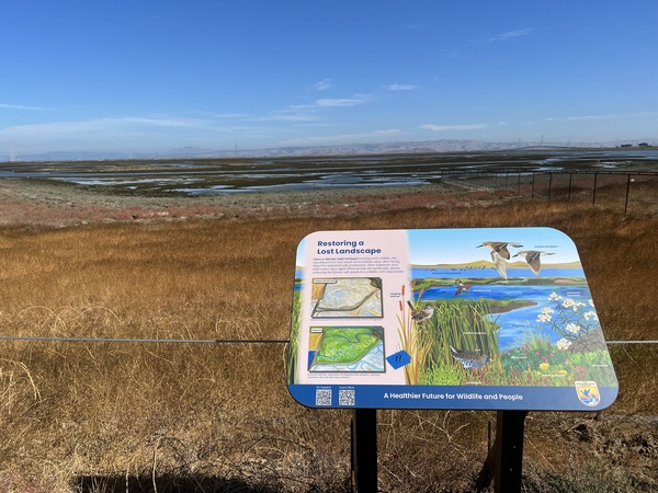 Ducks Unlimited Establishes San Francisco Bay In-Lieu Fee Program 