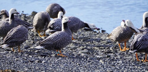From Shotgun to Spotting Scope: Becoming DU Citizen Scientists for Emperor Geese
