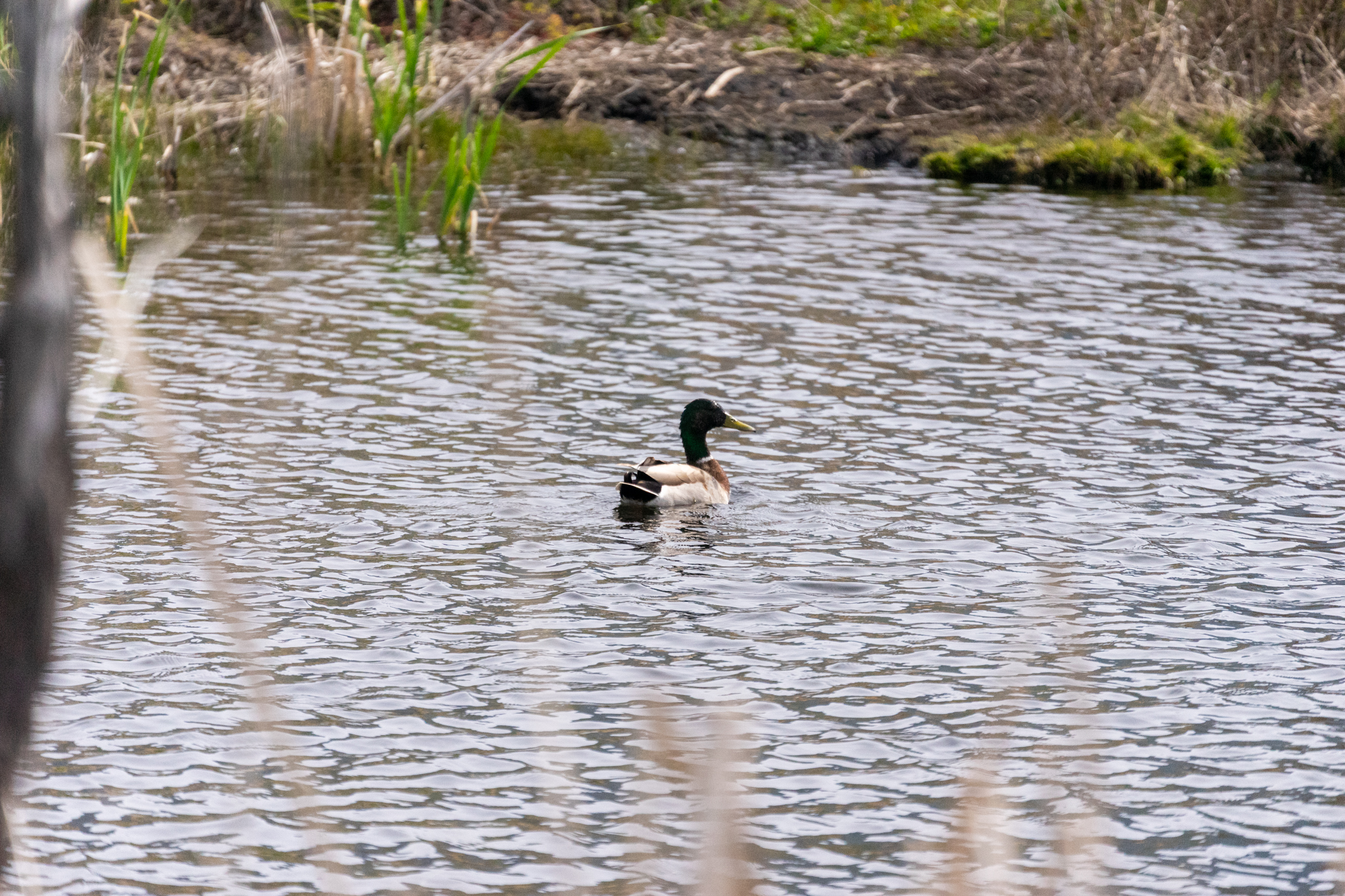 Image for Why Ducks Unlimited Opposes Oregon’s IP 28
