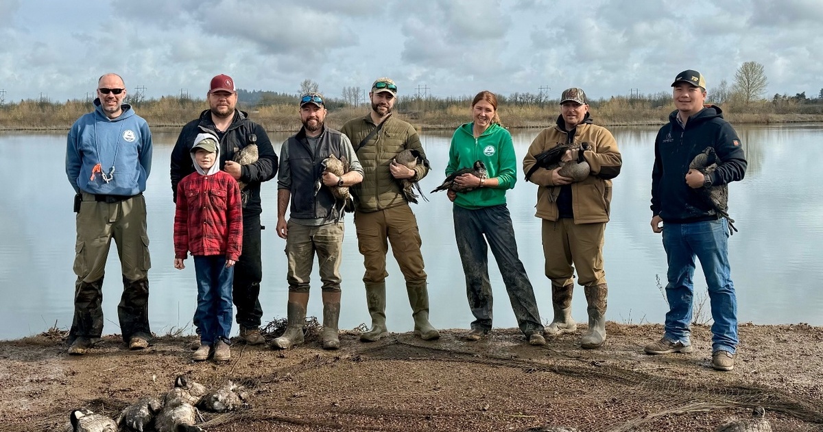 Image for From Oregon Fields to Arctic Skies: GPS and Genetic Science Used to Study Geese in Pacific Flyway 