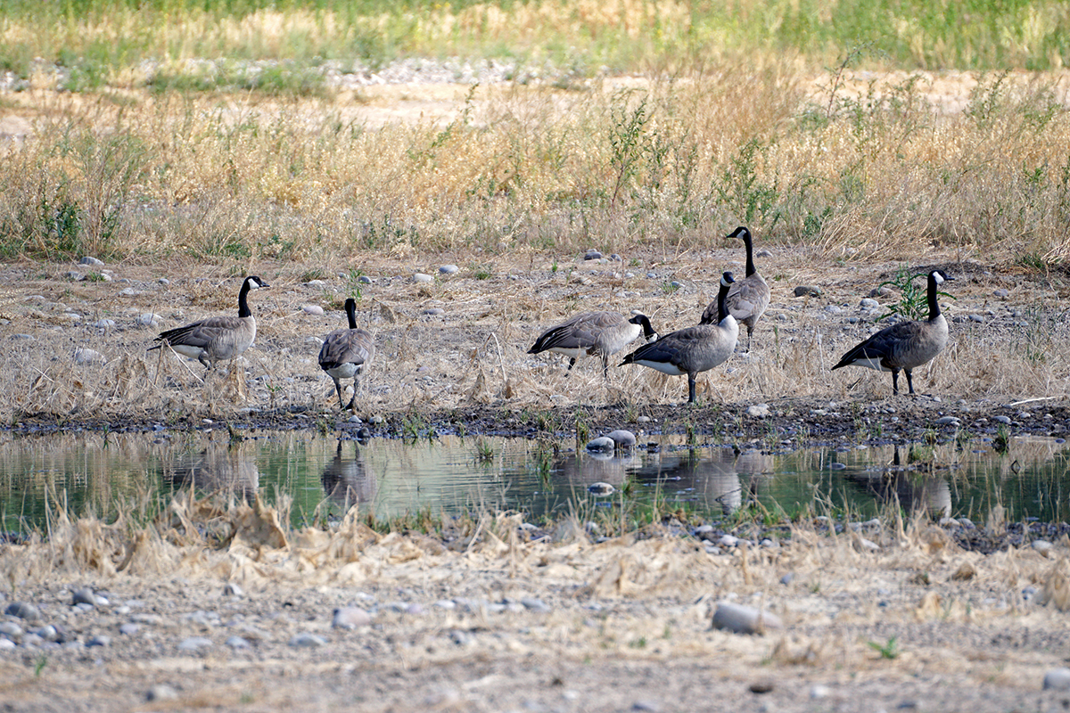 Wyoming Flat Creek Geese.jpg