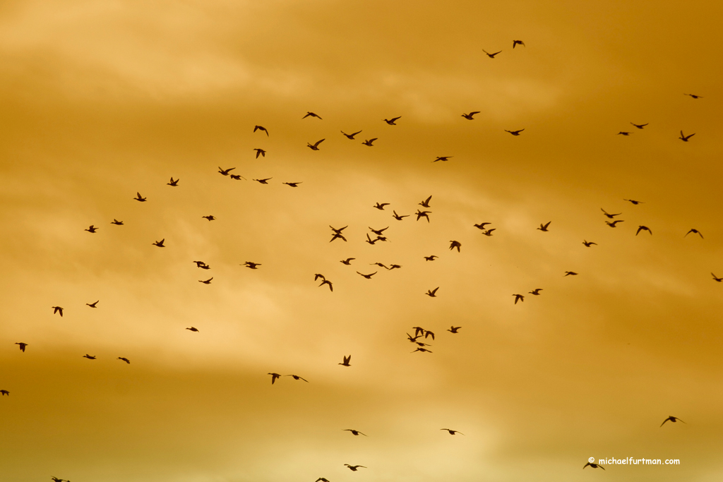 Ducks Migrating Across the Sky