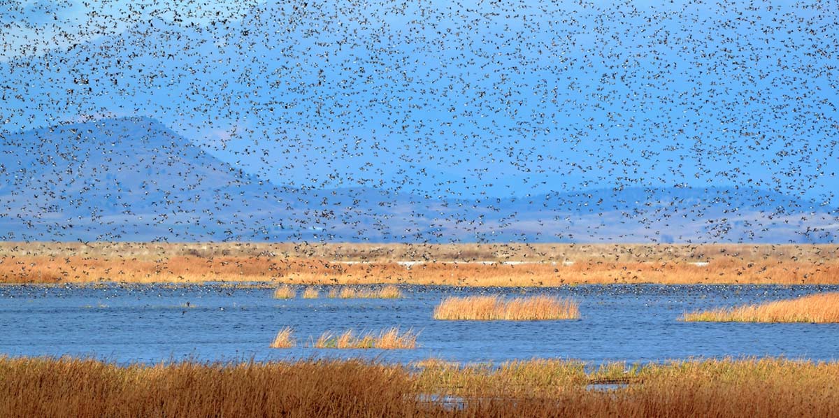 Klamath Basin Refuges Flooded for First Time Since 2020 