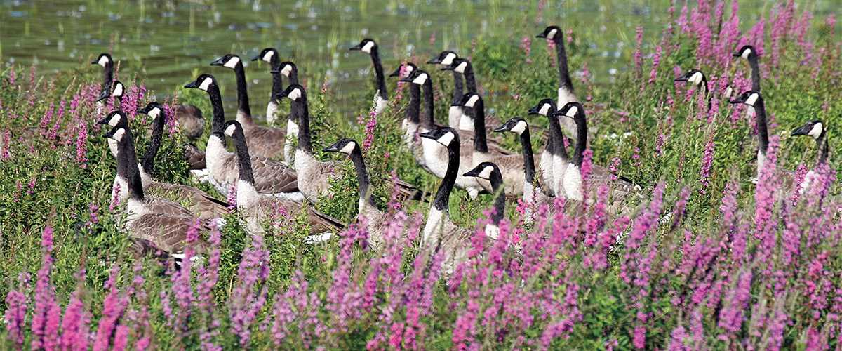 Canada geese purple flowers