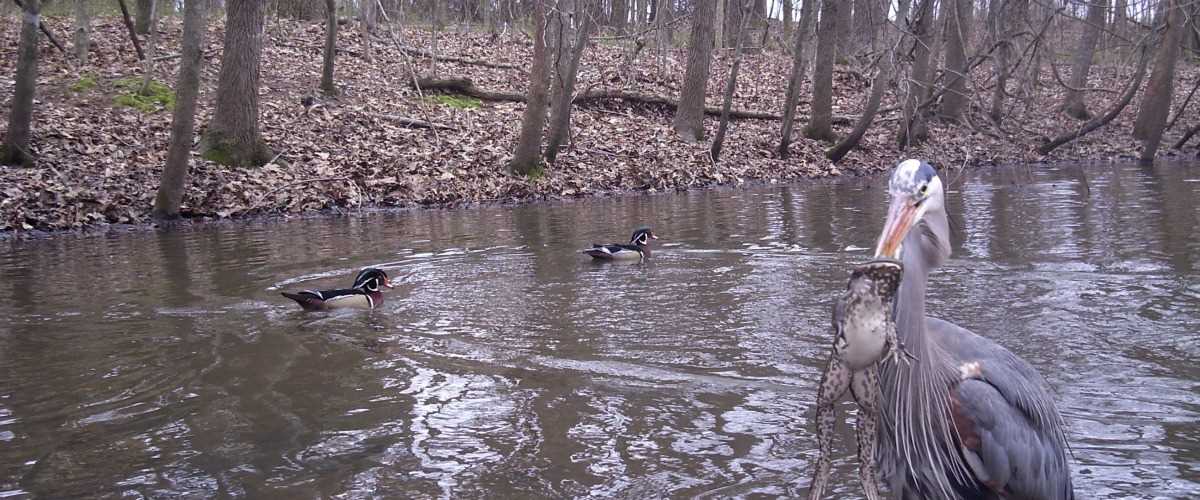 Wood ducks swimming and Blue Heron eating a bullfrog