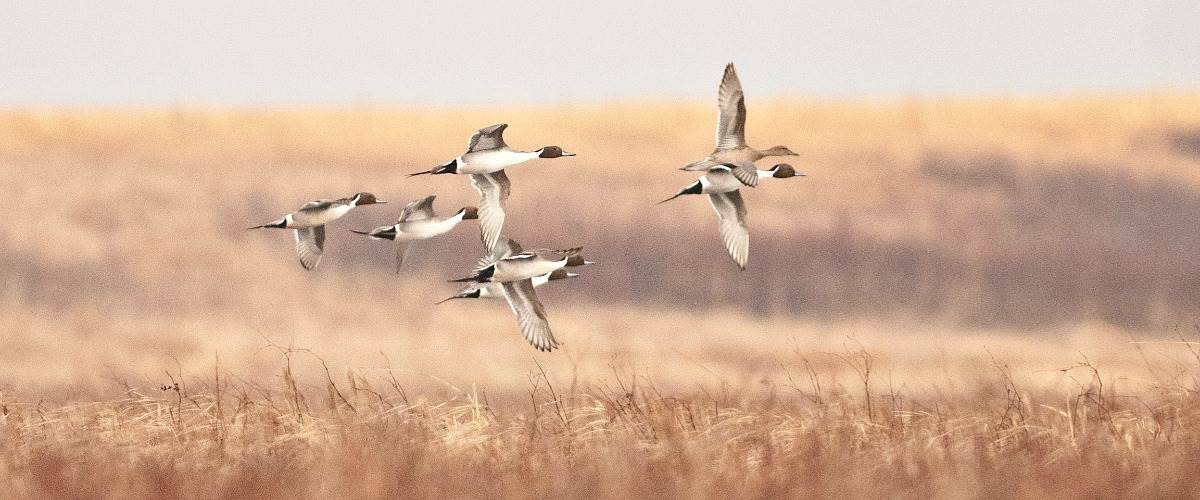 <p>Stay informed on all things important to waterfowl conservation around the country</p>
