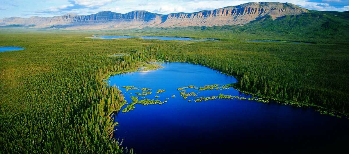 The boreal forest