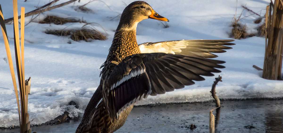 Brian Leppek mallard hen