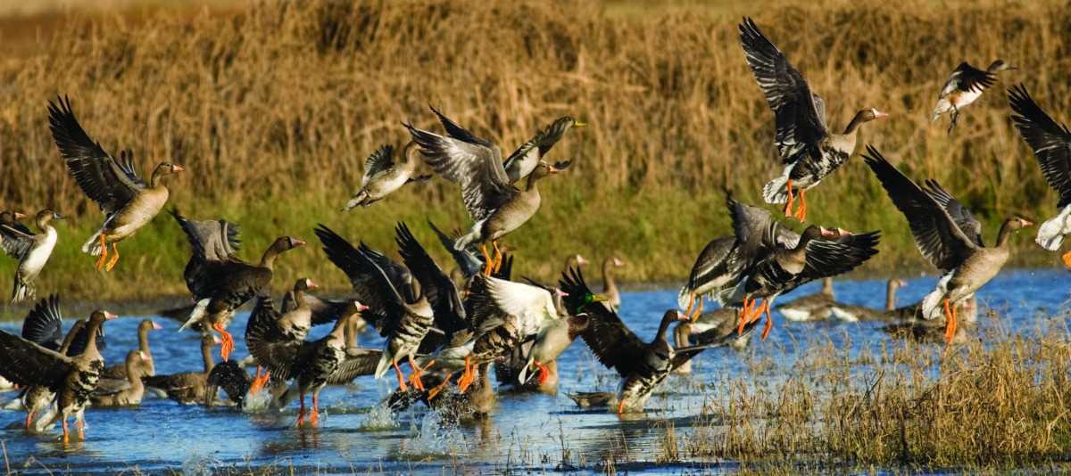 Ducks flying over water