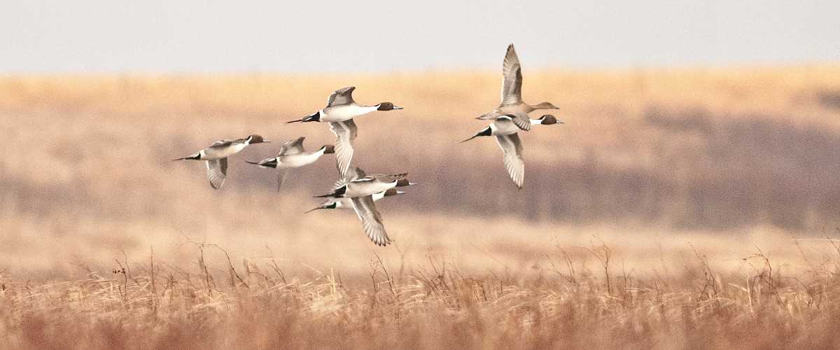 Chris Jennings pintails potholes.jpg