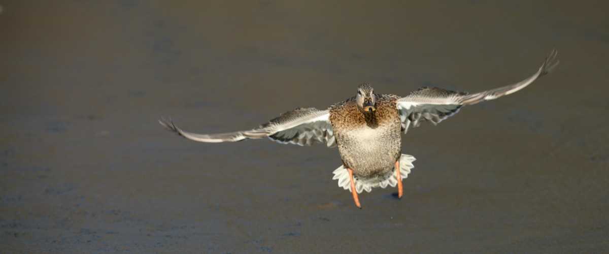 Duck flying