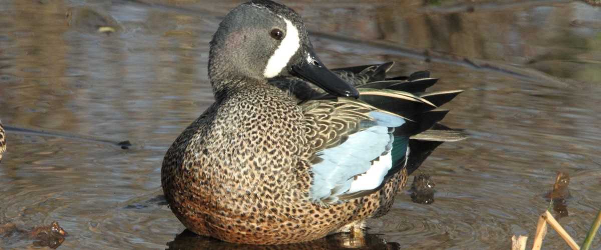 Mark Tegges bluewing teal