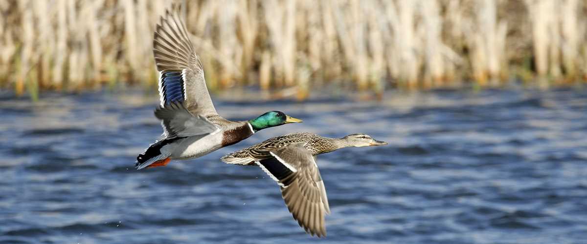 Furtman mallard drake hen