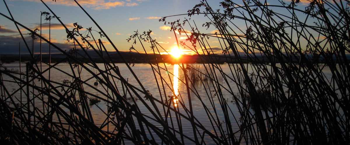 sun water grass