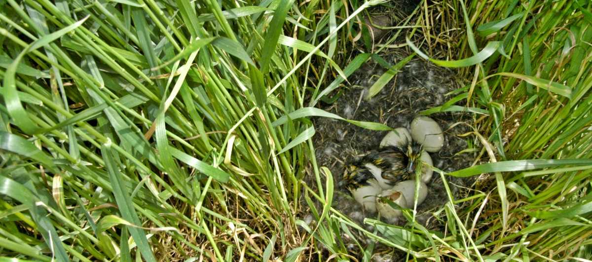 grass eggs hatch