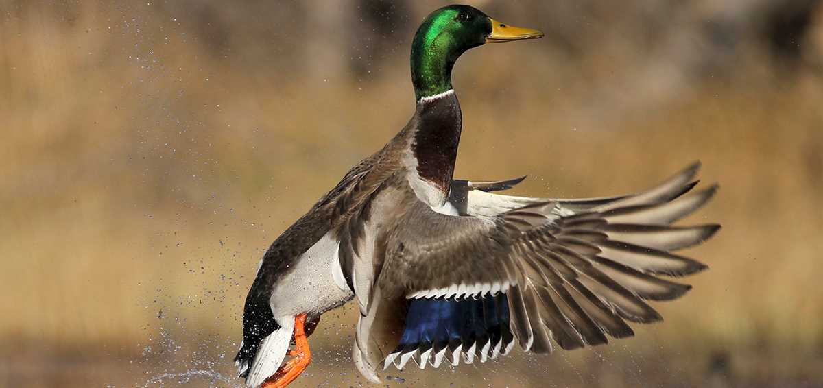 Tod Manning mallard