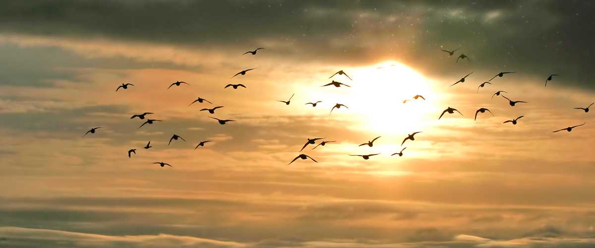 Ducks flying into the sunset